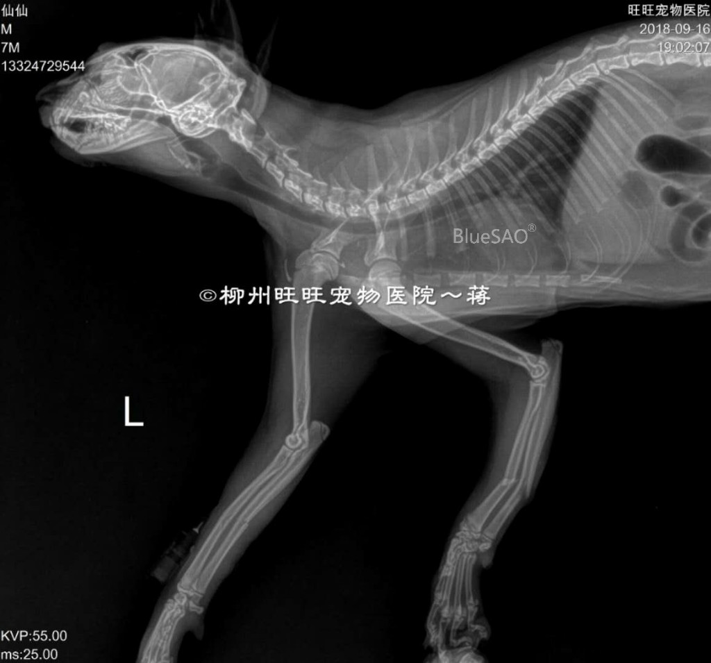 犬の上腕骨骨折の手術（整形外科） | やまと動物病院