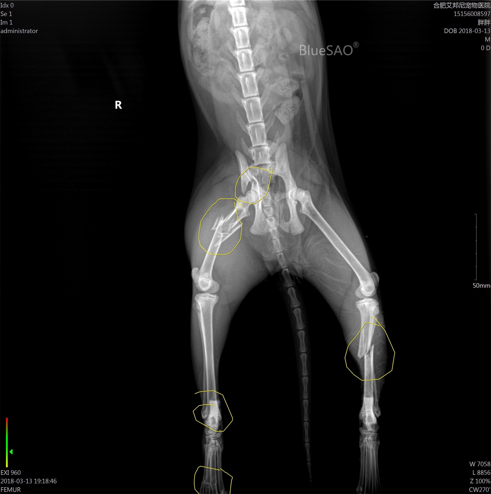 cat tibia and fibula