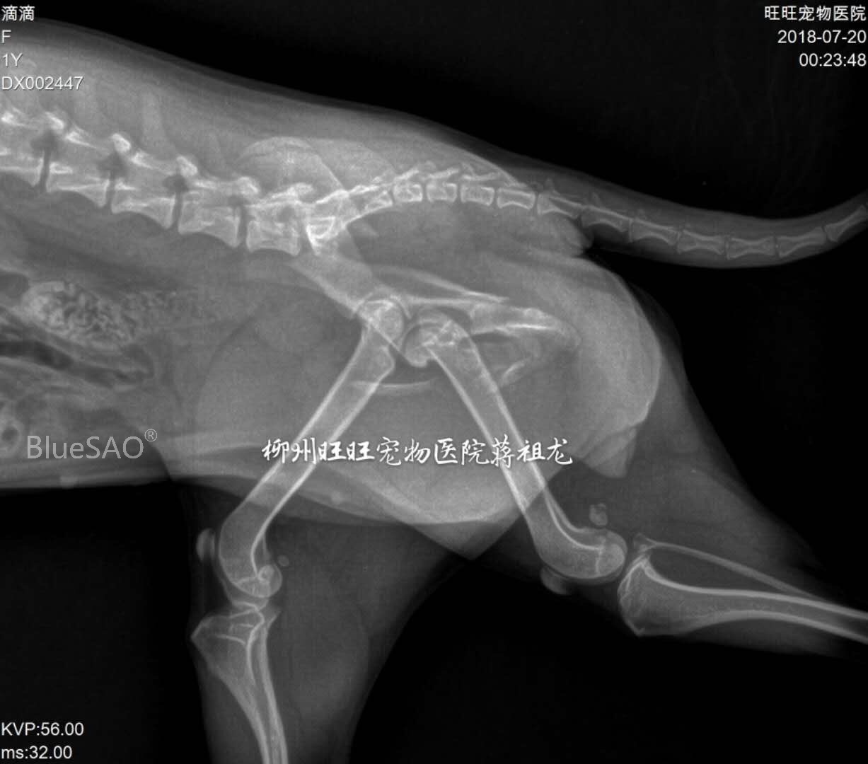学海无涯 | 一例犬骨盆骨折的诊断与内固定修复术